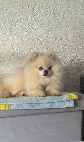 Zwergspitz sucht neues Zuhause