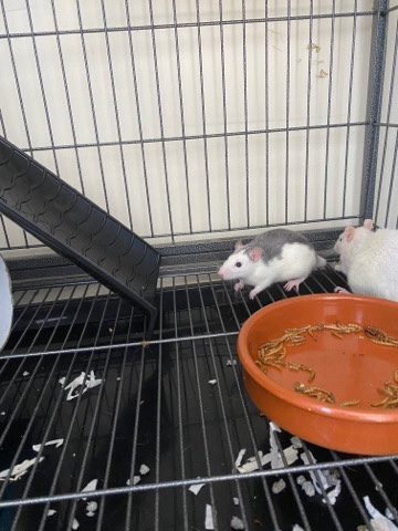 rats for sale