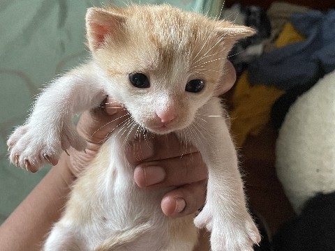 baby kittens – Hicksville