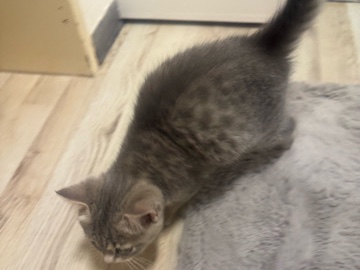 British Shorthair – Zwei süße BKH-Maine-Coon-Mix-Kitten gemeinsam abzugeben – München