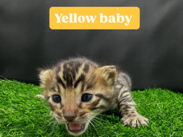Bengal – Bengal kitten – Neosho