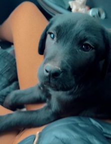 Labrador Retriever – Black Lab