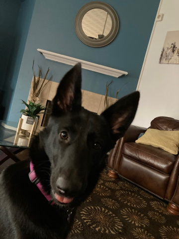 German Shepherd – Rehome for Black German Shepherd
