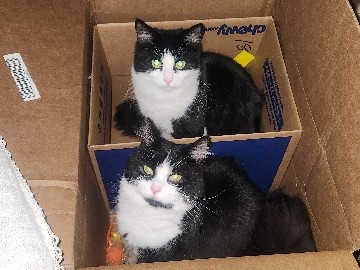 2 twin sister domestic long hair tuxedo color – Cleveland