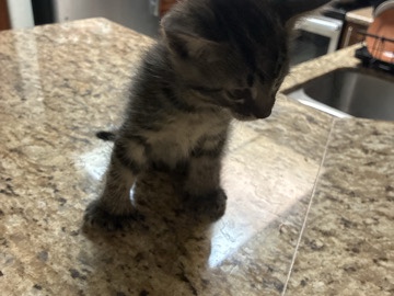 American Wirehair – Kittens – Scottsdale