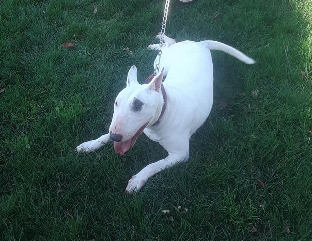 Bull Terrier – bull terrior