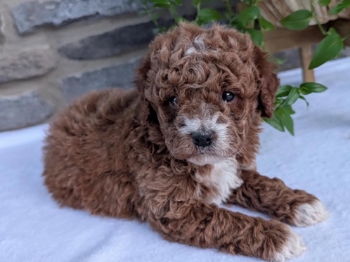 Poodle – Adorable Toy Poodle Needs Loving Home! 🐾 – Cleveland Heights