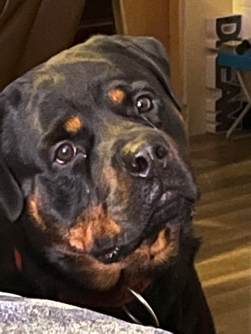 Rottweiler – Rehouse (CEBO)Dog