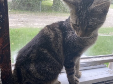 Beans The Tabby – Xenia