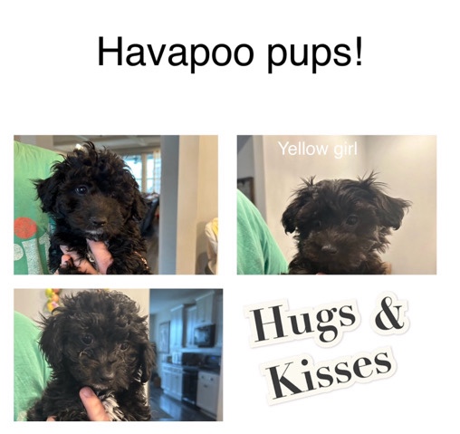 Havapoo pups