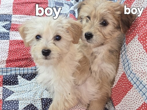 Morkie – Puppy's for sale.morkie – Towner
