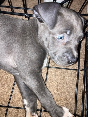 blue nose pit