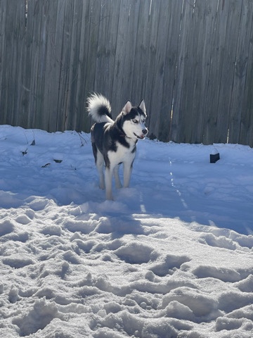Siberian Husky – moving and can’t keep pet