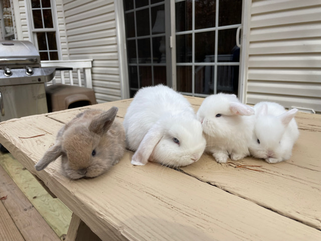 Holland Lop – pedigreed holland lops rabbits
