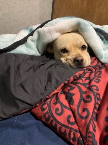 Daisy needs a home today