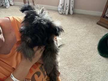 🐶 Pom × Shih Tzu Puppy — 5 Months Old, Fully Vaccinated – Hudson