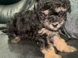 Yorkie Poo – Puppie – Dallas