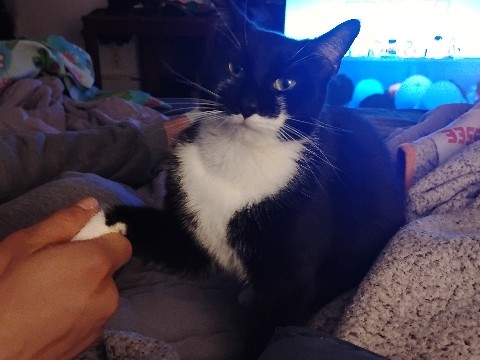 American Shorthair – Rehome for a Mom and her daughters – Cabery