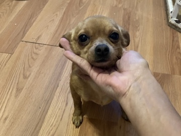 Poodle – Chihuahua mixed – East Orange