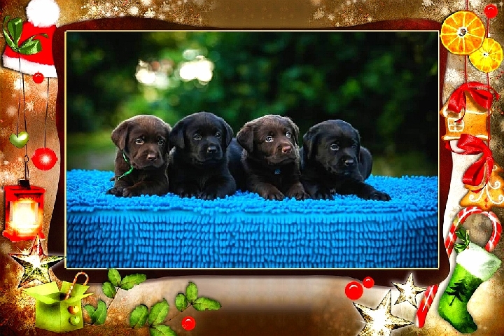 Labrador Retriever – High-breed Labrador Retriever Puppies