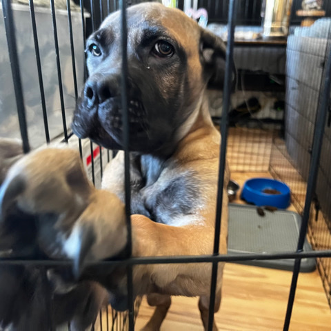 Cane Corso – Cane Corso Puppy