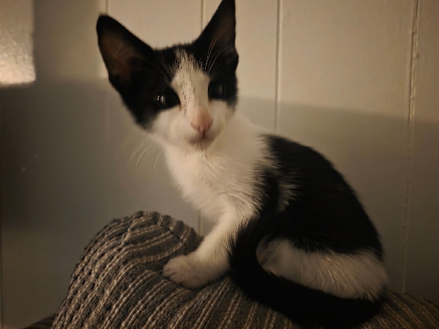 American Shorthair – Black and White kitten for sale – Glendale