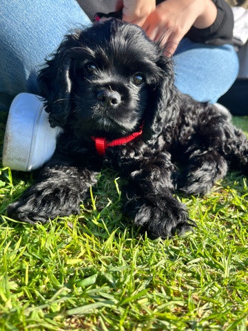 cocker spaniel puppy
