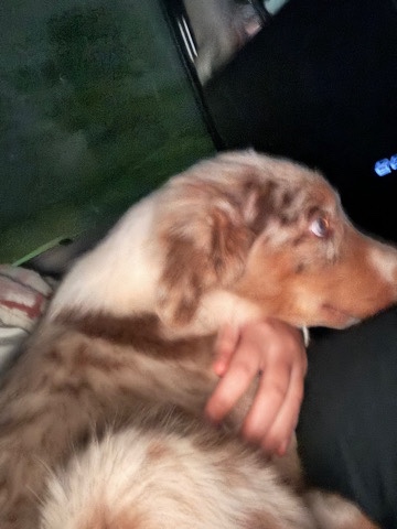 Australian Shepherd – purebreed australian shepherd