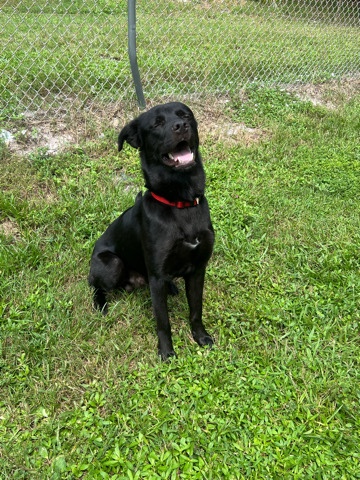 German Shepherd – German shepherd lab mix for sell