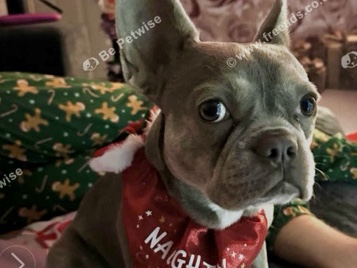 French Bulldog – female French bully dog – Trowbridge
