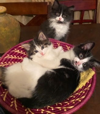 3 kittens for sale (low price)