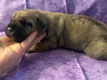 Cane Corso – cane Corso puppies – Citrus Springs