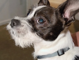 Jack Russell Terrier – free Jack Russel terrier x Shit tzu – Orlando