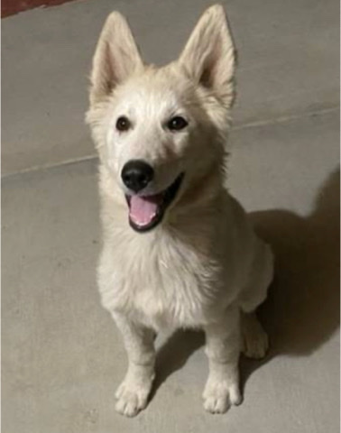 rehoming ASP