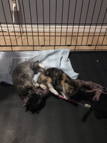 two kittens to a good home
