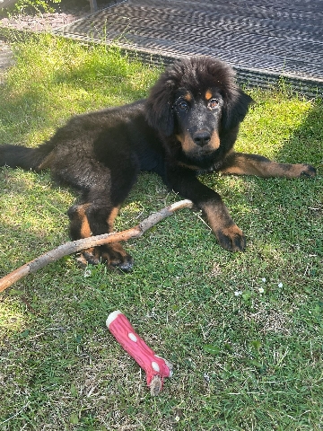 Tibetan Mastiff – tibetan mastiff
