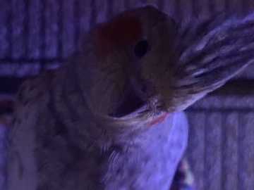 Cockatiel – 2 Nymphensittiche mit Käfig abzugeben – Burghausen
