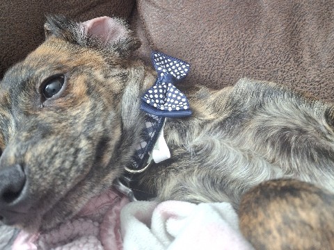 puppy needs his forever home