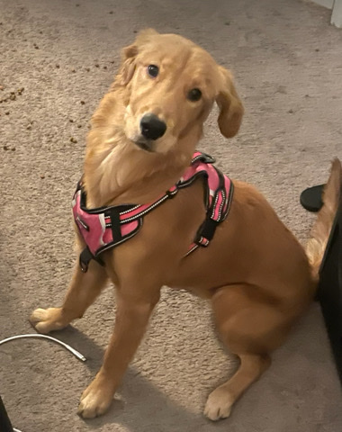 Golden Retriever – Golden Retriever Mix Puppy