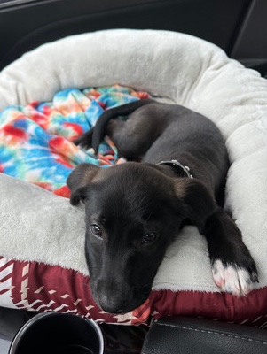 Labrador Retriever – Bentley