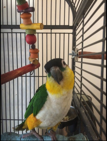 Black Headed Caique