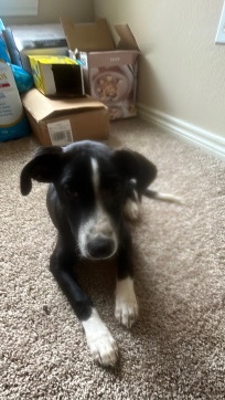 Labrador Retriever – Puppy For Sale