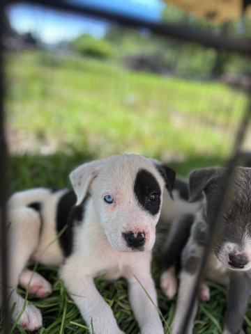 American Pit Bull Terrier – pit bull puppies