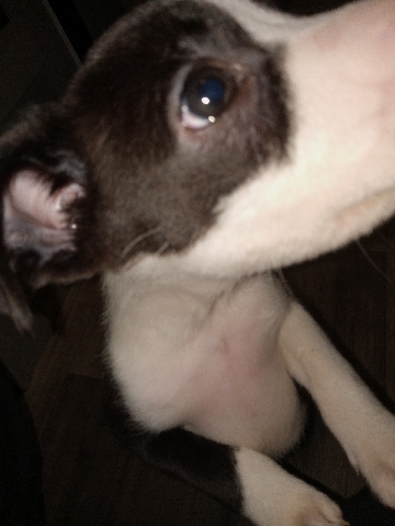 American Pit Bull Terrier – Pit Bull terrier!