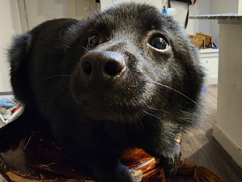 Schipperke – schipperke puppy – Plano