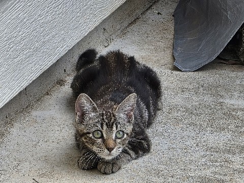 Porsha (Kitten) – Greenville