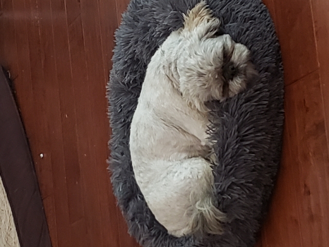 Shih Tzu – shih tzu for sale