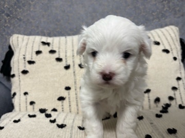 jack russell terrier mix poodle puppies 