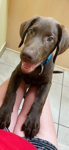 Labrador Retriever – Chocolate lab-Coco