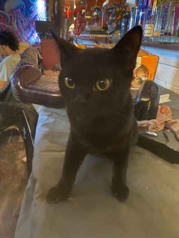 cat